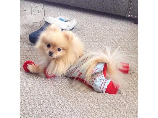 PoulaTo: πορσελάνη γυναίκα ψάχνει για καινούριο σπίτι για πάντα